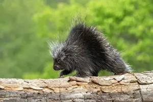 Uniteed: NORTH AMERICAN PORCUPINE