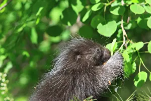 Porcupines: North American Porcupine - Baby