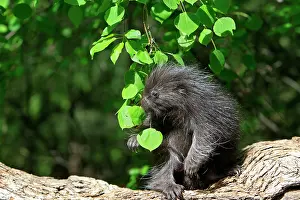 Porcupines: North American Porcupine - Baby