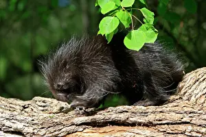 Porcupines: North American Porcupine - Baby