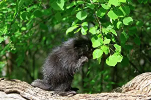 Porcupines: North American Porcupine - baby