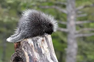 Porcupines: North American Porcupine - Baby