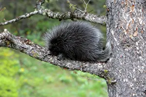 Porcupines: North American Porcupine - Baby