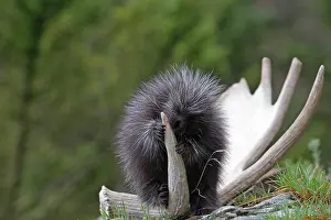 Porcupines: North American Porcupine - baby