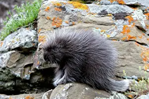 Porcupines: North American Porcupine - baby