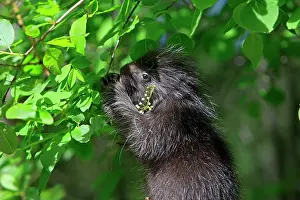 Porcupines: North American Porcupine - Baby eating leaves