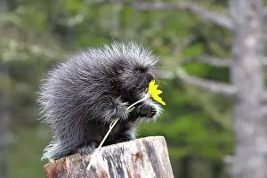 Porcupines: North American Porcupine - baby holding yellow flower