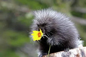 Porcupines: North American Porcupine - baby holding yellow flower