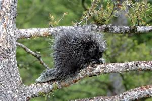 Porcupines: North American Porcupine - baby in tree