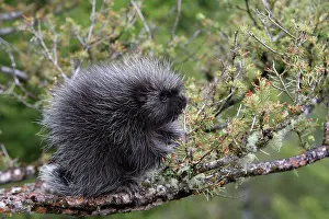 Porcupines: North American Porcupine - baby in tree
