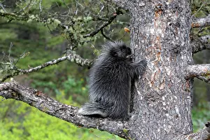 Porcupines: North American Porcupine - Baby in tree