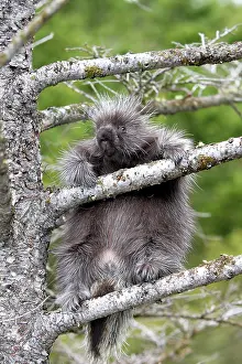 Porcupines: North American Porcupine - baby in tree