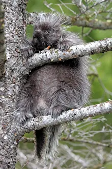 Porcupines: North American Porcupine - baby in tree