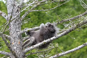 Porcupines: North American Porcupine - baby in tree