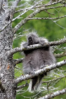 Porcupines: North American Porcupine - baby in tree
