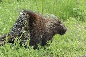 Porcupine: North American porcupine (Erethizon dorsatum), Forillon