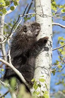 Porcupine: North American porcupine (Erethizon dorsatum), Forillon