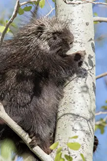 Porcupine: North American porcupine (Erethizon dorsatum), Forillon