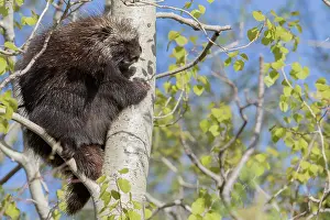 Porcupine: North American porcupine (Erethizon dorsatum), Forillon