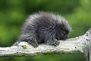 Sidewards: North American porcupine (Erethizon dorsatum), juvenile