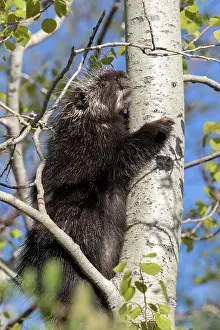 Populus: North american porcupine (Erethizon dorsatum) cl