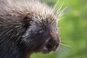 Audience: North american porcupine (Erethizon dorsatum) watching