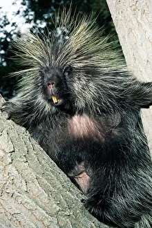 Porcupines: North American Porcupine - In tree