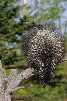 Porcupines: North American Porcupine - back view