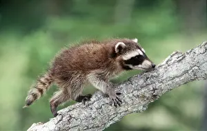 Raccoon: North American Raccoon - 1 month old baby on tree