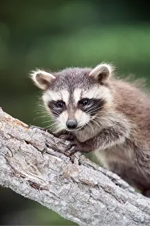 Raccoon: North American Raccoon - on branch, close-up of head