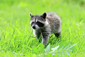 Lotor: North American Raccoon (Procyon lotor), common raccoon