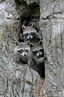 Lotor: North American Raccoon (Procyon lotor), common raccoon