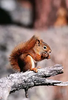 Tamiasciurus: North American Red SQUIRREL