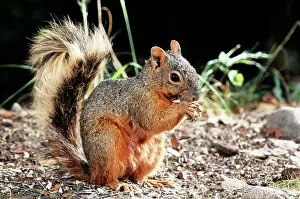Tamiasciurus: North American Red SQUIRREL - Eating a nut