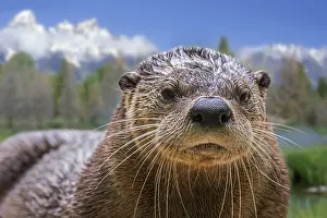 Canadensis: North American river otter (Lontra canadensis)