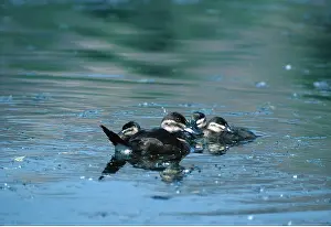 Ruddy: NORTH AMERICAN RUDDY DUCK - female and young