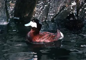 Ruddy: NORTH AMERICAN RUDDY DUCK - male, courtship posture