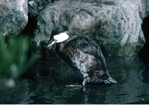Kenneth Hoyle: North American Ruddy Duck - male, Eclipse plumage