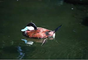Ruddy: NORTH AMERICAN RUDDY DUCK - male, in water