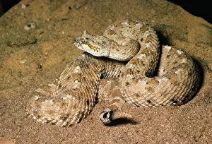 Cerastes: North American Sidewinder RATTLESNAKE