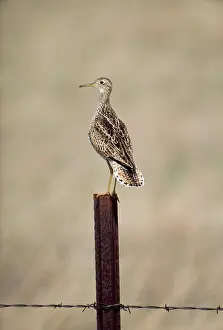 Longicauda: North American Upland Sandpiper