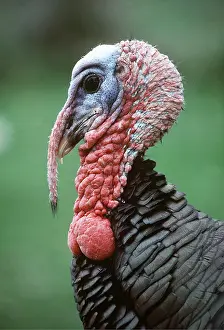 Wattles: North American Wild Turkey - close-up of head