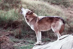 Howling: NORTH AMERICAN WOLF - howling