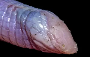 Fossorial: A North American Worm Lizard (Rhineura floridana)