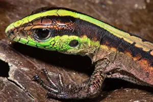 Amazonian: A North American Worm Lizard (Rhineura floridana)