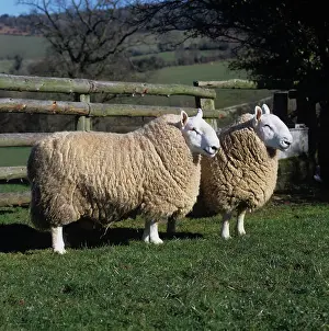 Rams: North Country Cheviot rams