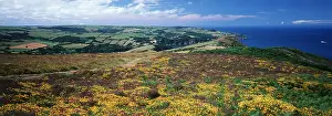 Gorse: North Devon - Coastal path looking towards Hangman
