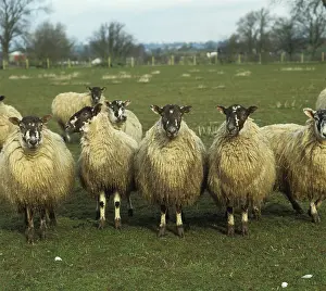 Mule: North of England mule ewes