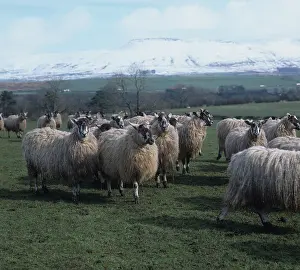 Pennines: North of England mules and ewes