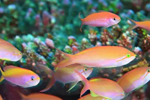 Stuart: North Huvadhoo Atoll, Southern Maldives